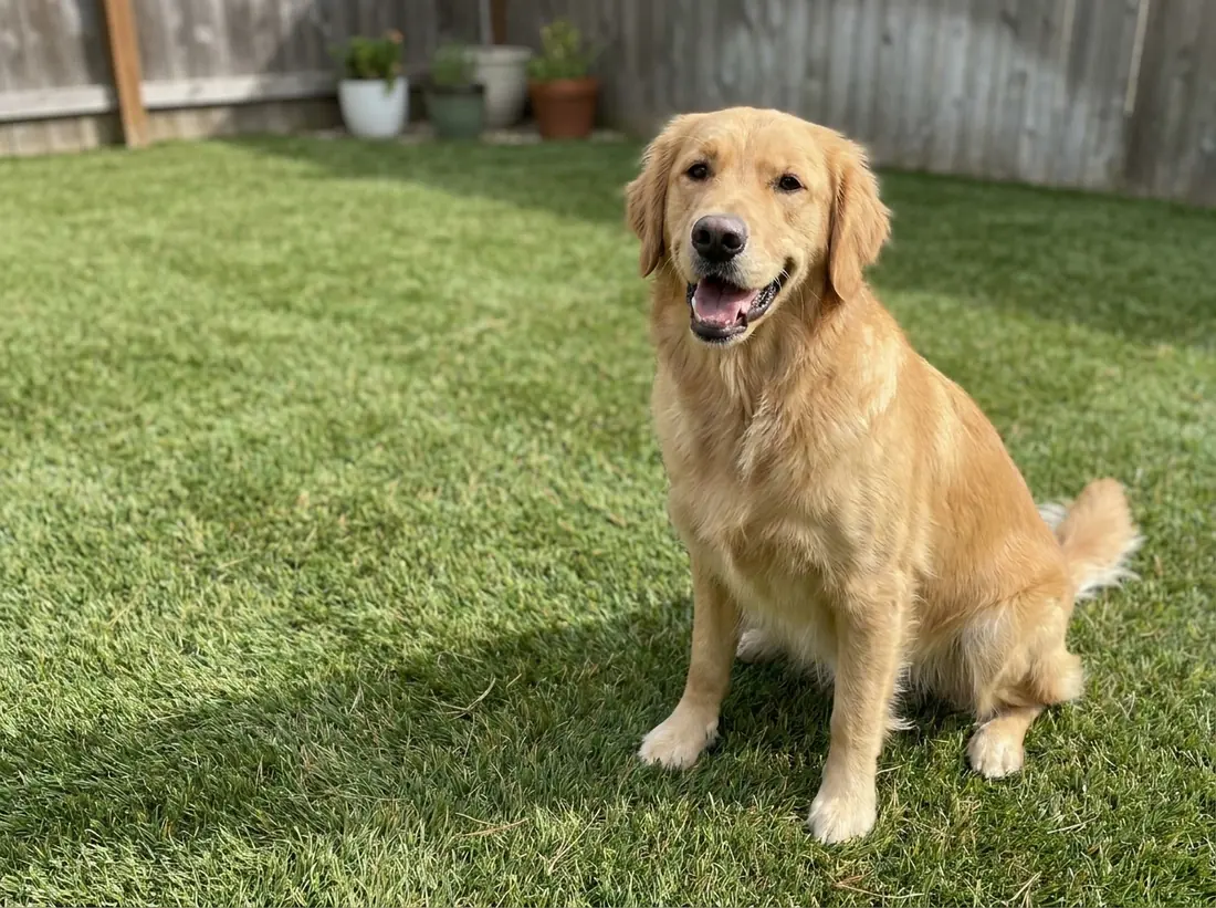Pet-friendly artificial turf with drainage backing in a dog run