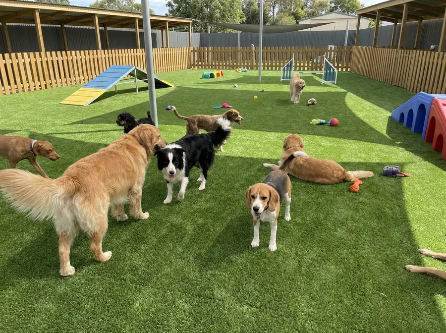 Commercial Pet Facilities — pet turf